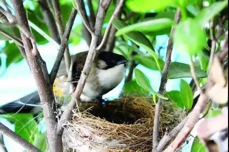 鳥築巢|鳥兒築巢知多少？